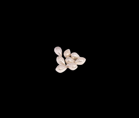Silver Coconut